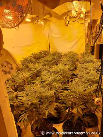 Nearly 100 cannabis plants found in Accrington house