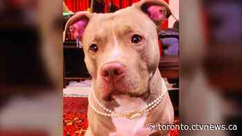 Dog forcefully stolen off Whitby street reunited with owner