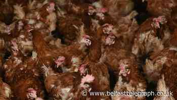 More than 100,000 birds to be culled in NI after avian flu outbreak
