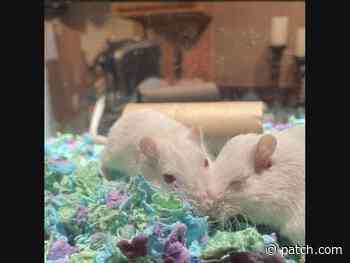 Westwood Pets Who Need A Home: Meet Aang & Zuko, Bruno, Gemini & Tigga & More - Patch.com