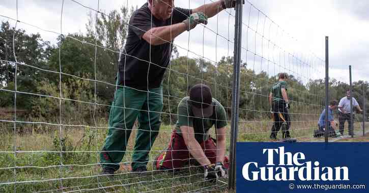 Could a deadly pig virus transform Germany’s fixation on 'cheap meat'?