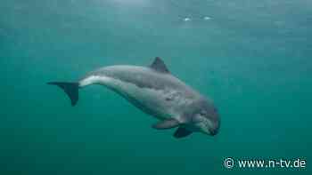 Drastischer Populations-Rückgang: Schweinswale in deutscher Nordsee bedroht