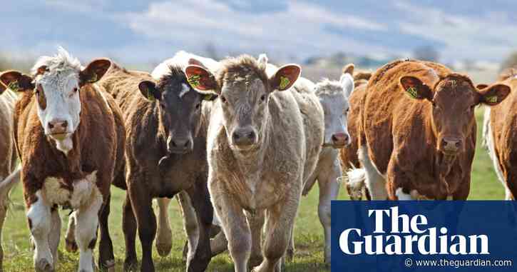 UK's beef herds could be key to sustainable farming, says report