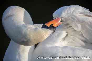 Blackpool swan stuck in ice for two hours