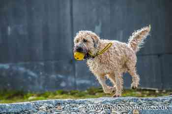 RSPCA calls for council restrictions on dog walking to be lifted