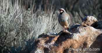 Letter: The strutting partridge