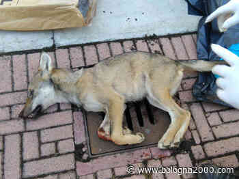 Centro fauna, rinnovato l'accordo con la Provincia di Modena per il recupero delle carcasse di animali selvatici - Bologna 2000