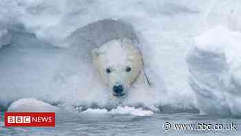 Climate change: Alaskan wilderness opens up for oil exploration
