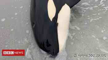 Islanders help rescue orca stranded on Orkney beach