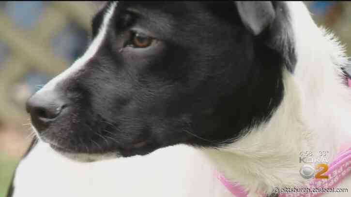 Puppy Stolen From Owners While On Walk In Pittsburgh Returns Home