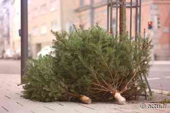 A Lens et Arras, les sapins de Noël naturels sont collectés pour être recyclés - actu.fr