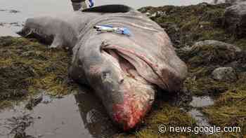 A truck-size shark washed up on a Maine beach. How did it die? - Livescience.com