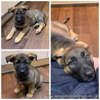 Lancashire Police's newest recruit you just have to meet