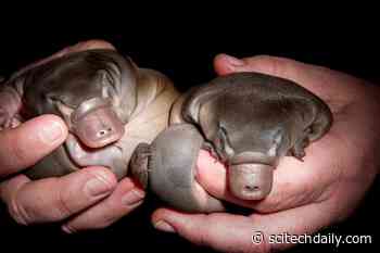New Genetics Research Reveals How Earth’s Oddest Mammal Got to Be So Bizarre