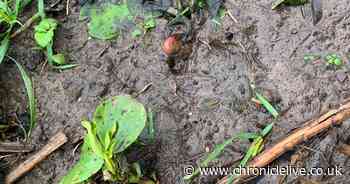 Dog walker calls police after spotting 'human toe' - but it's a potato