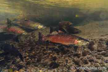 It’s Not Too Late! 102 Species at Risk of Extinction Can Be Saved