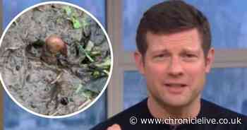 This Morning hosts in disbelief at Gateshead 'human toe' discovery