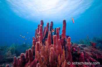 Slimy Microbes Discovered That Could Help Keep Coral Reefs Healthy