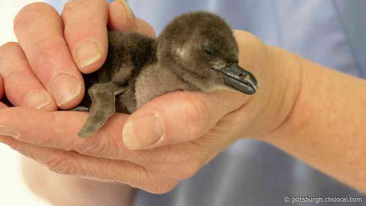 National Aviary Welcomes Baby African Penguin, 11th Chick To Hatch At Facility