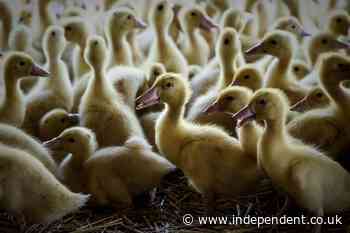 France to cull more birds in attempt to halt spread of bird flu