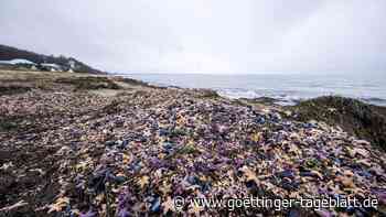 Zehntausende tote Seesterne liegen am Timmendorfer Strand: Experte erklärt Grund