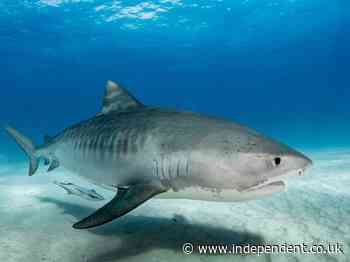 ‘Alarmingly high’ levels of toxic metals found in sharks living in pristine protected waters of Bahamas