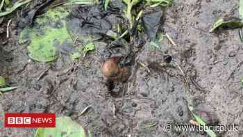 'Human foot' in Gateshead field turns out to be potato - BBC News