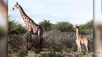 Half-sized giraffes catch attention of scientists
