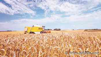 Bolsa de Cereales de Buenos Aires: estimación de cosecha de trigo subió a 17 millones de toneladas - ámbito.com