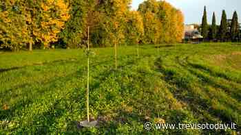 Intervento green per il comune di Oderzo: piantati nuovi 100 alberi - TrevisoToday