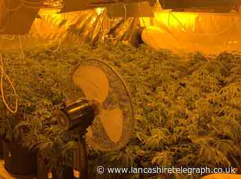 Officers 'school' Facebook users on cannabis criminality after haul of plants found in town centre