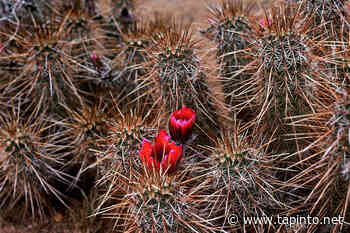 Farmstead Arts presents “Southwest Retrospective” - a virtual exhibit featuring photography of Roberta C. Scott - TAPinto.net