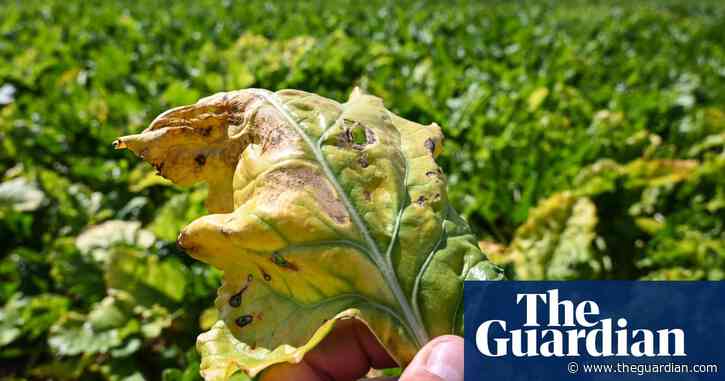 Pesticide believed to kill bees is authorised for use in England