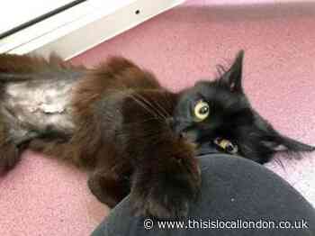 Wood Green charity rescues cat with life-saving surgery