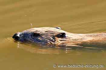 Zwischen Lörrach und Steinen haben sich wieder Biber angesiedelt - Lörrach - Badische Zeitung