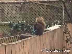 WATCH: Knife-wielding squirrel spotted in Toronto - Toronto Sun
