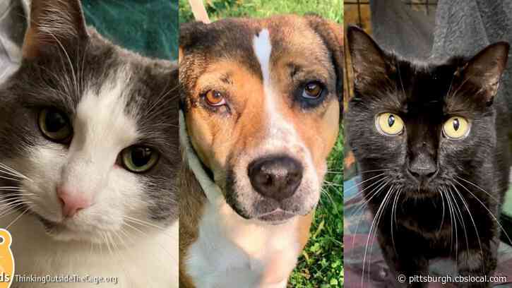 Furry Tails: Justice, Sassy & Raven Are Waiting For Forever Homes