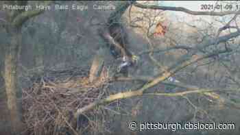 Watch: Hays Bald Eagle Cam Catches Eagle Scaring Off Nest Intruder