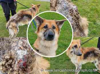 Scabby dog with 'most horrendous skin infection' ever seen by RSPCA makes miraculous recovery