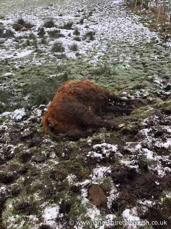 Warning graphic images: Pregnant cow mauled to death by Rottweiler at Brierfield farm