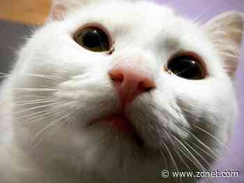 iOS 14 pro tip: One setting change for better photos