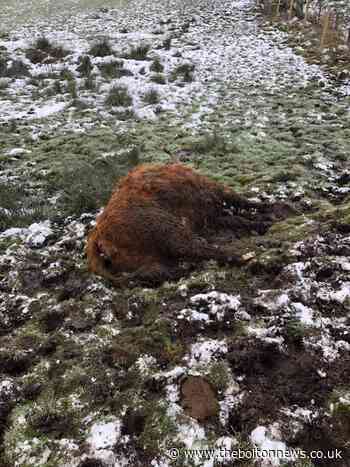 Warning graphic images: Pregnant cow mauled to death by Rottweiler at Brierfield farm