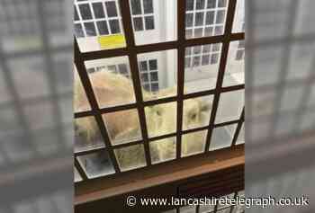 Police catch this 'wooly customer' this morning in Burnley