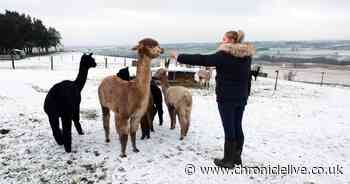Tynedale Hunt hounds left baby alpacas 'terrified' says breeder