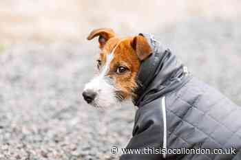Pet owners warned of 'serious threat' amid cold weather
