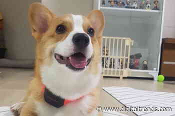 Petpuls A.I.-powered smart collar claims to distinguish your dog’s emotions
