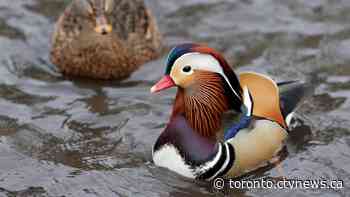 Mandarin duck escapes Newmarket, Ont. farm, becomes hit in town