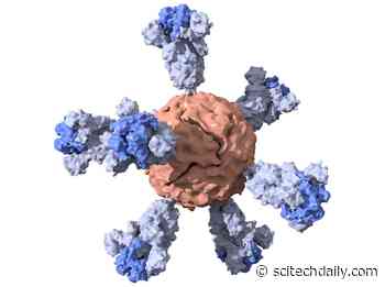 Stanford’s Single-Dose Nanoparticle Vaccine for COVID-19