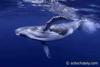 How Whale Poo Is Powering the World’s Rainforests