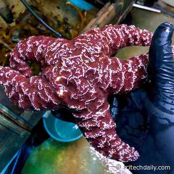 Sea Stars May Be “Drowning” – Organic Matter, Bacteria Doom Starfish to Oxygen Depletion